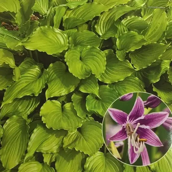 Хоста Пёпл Сенсейшн