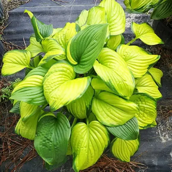 Хоста Стейнд Гласс