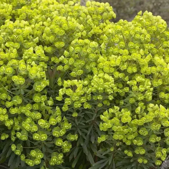 Молочай Ред Винг