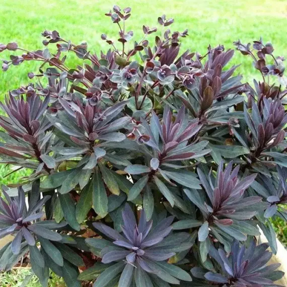 Молочай Вальбертонс Руби Глоу