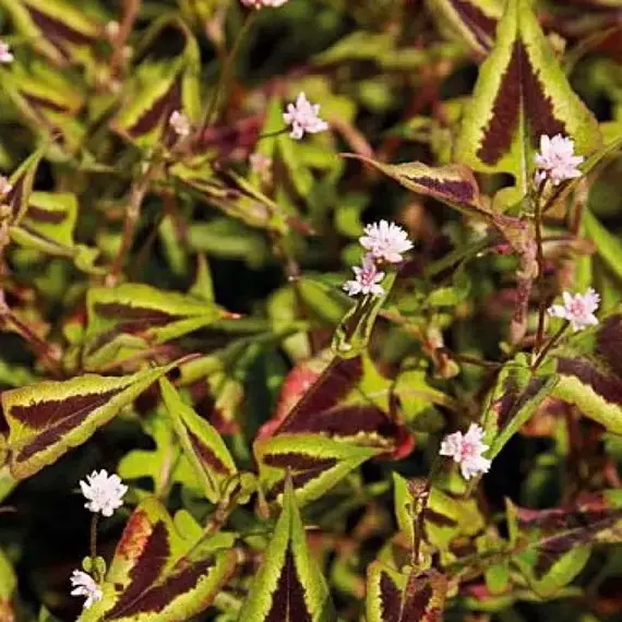 Персикария мелкоголовая Пёпл Фэнтези