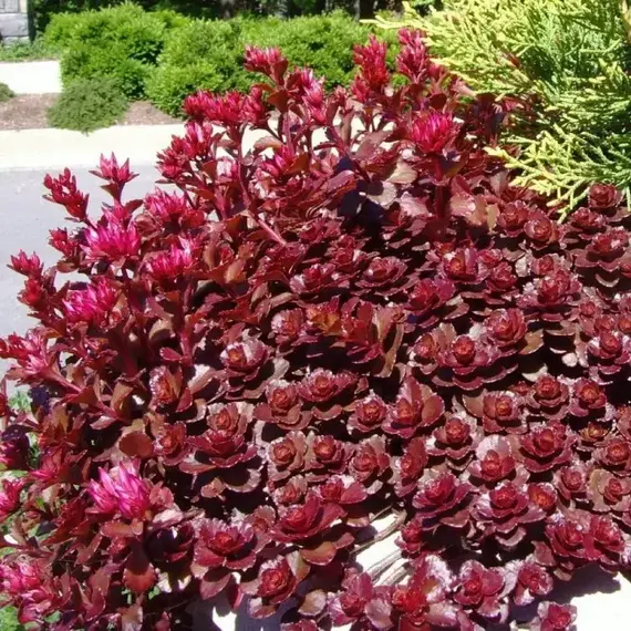 Седум (очиток) Дрэгонс Блад