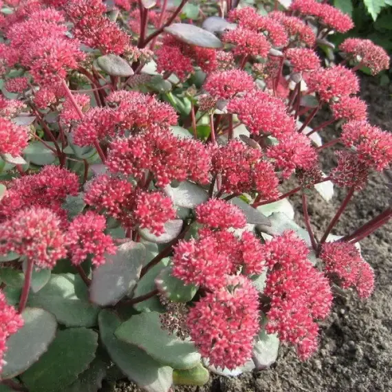 Седум (очиток) Ред Каули