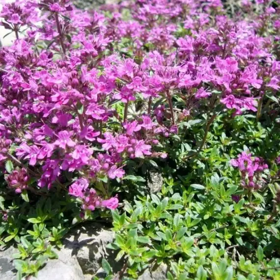 Тимьян (чабрец) ползучий (декоративный)