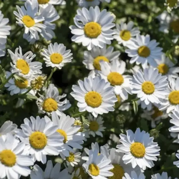 Хризантема болотная