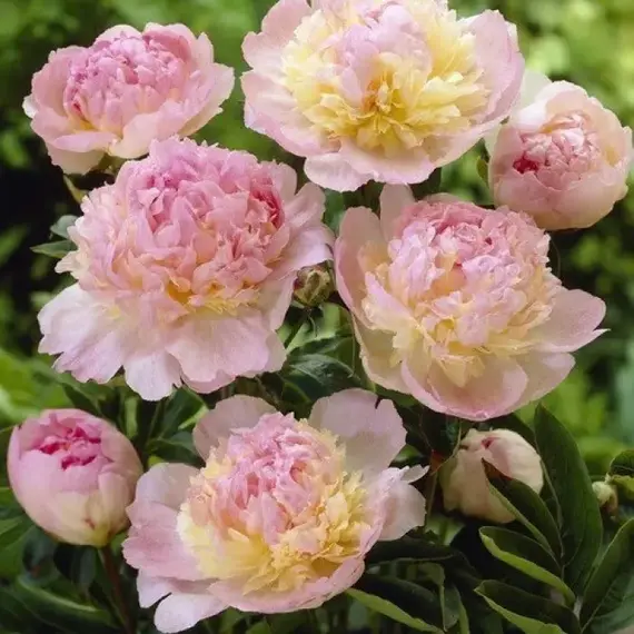 Пион молочноцветковый Робийн