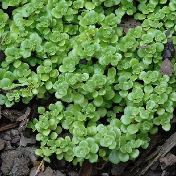 Седум (очиток) Макиной