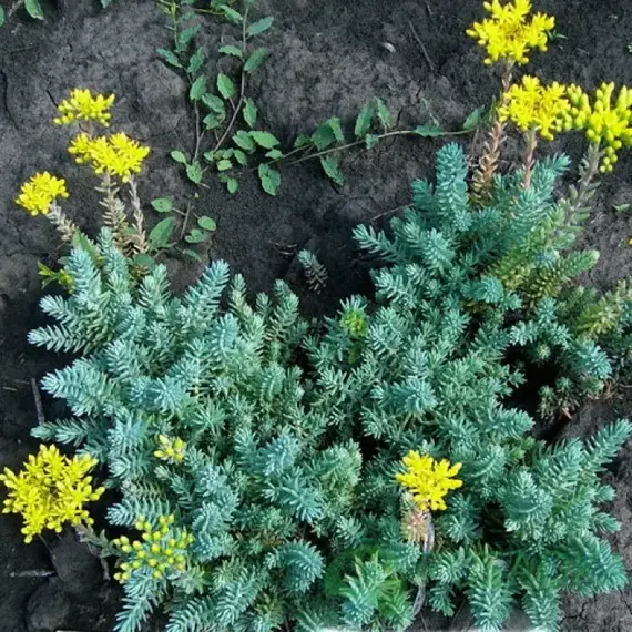 Седум (очиток) отогнутый жёлтый