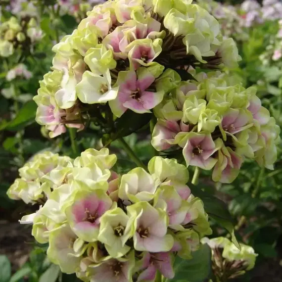 Флокс метельчатый Щербет Бленд