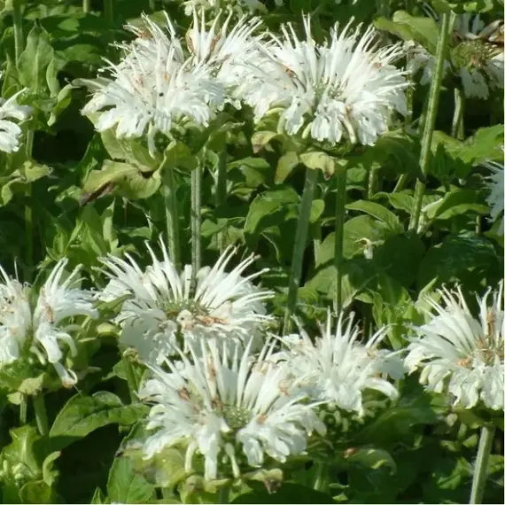 Монарда гибридная Шнеевитхен