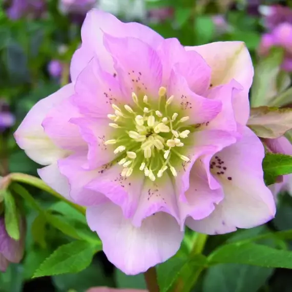 Морозник восточный Дабл Элен Пинк