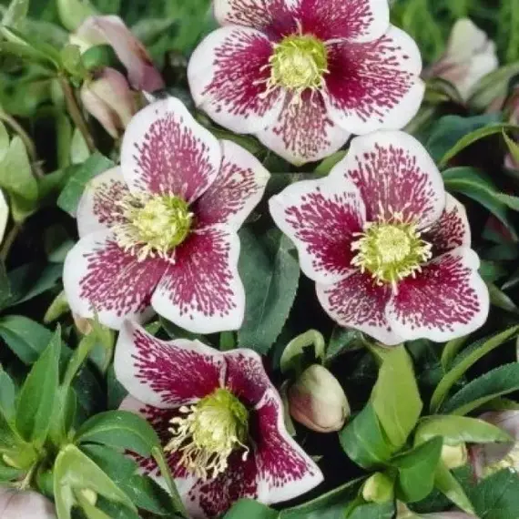 Морозник восточный Трикастин