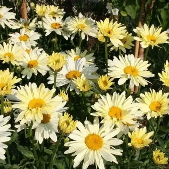 Нивяник великолепный Бродвей Лайтс