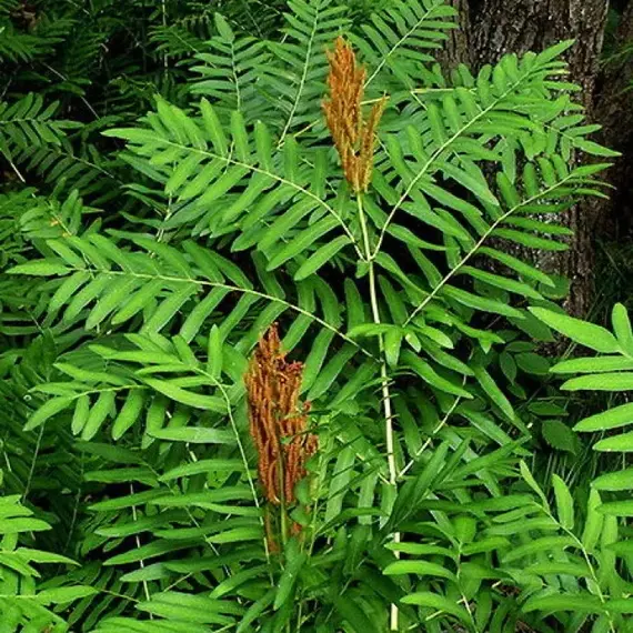 Чистоуст королевский