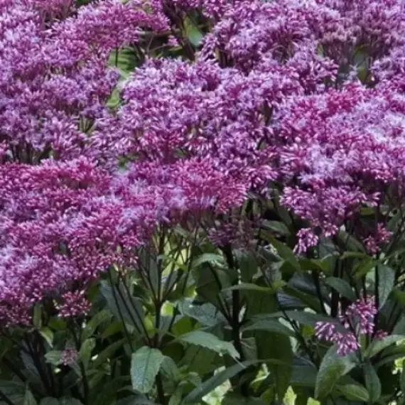 Посконник пятнистый Беби Джо