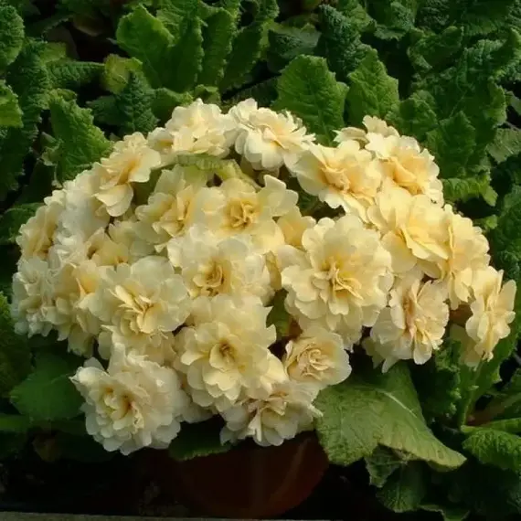 Примула обыкновенная Гернси Крим