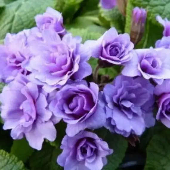 Примула обыкновенная Пёпл Сторм