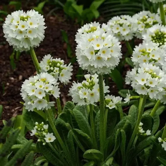 Примула мелкозубчатая Альба