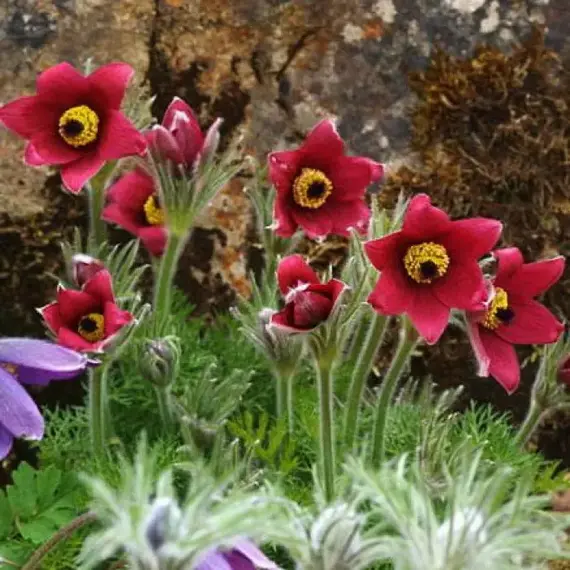 Прострел обыкновенный Ред