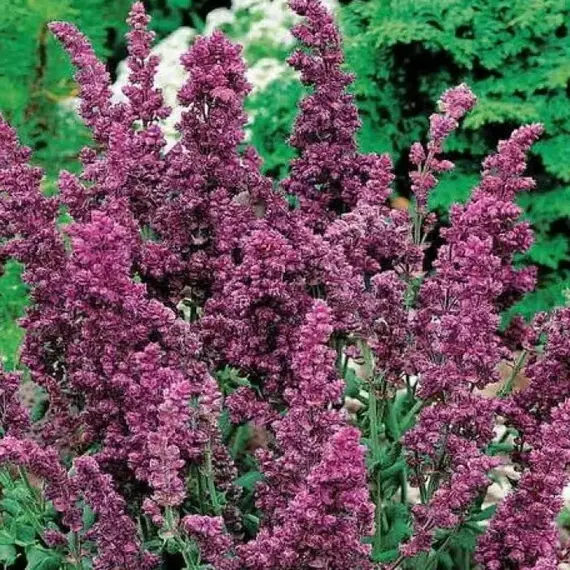 Сальвия дубравная (Шалфей) Плюмоза