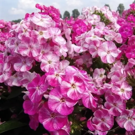 Флокс метельчатый Попурри