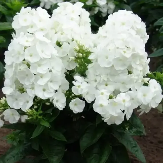 Флокс метельчатый Юник Вайт