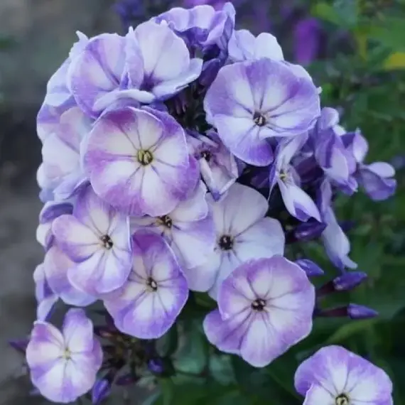 Флокс метельчатый Юник Олд Блу