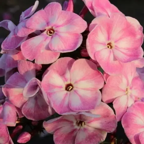 Флокс метельчатый Юник Олд Пинк