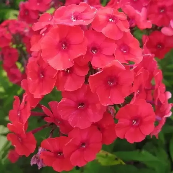 Флокс метельчатый Юник Ред