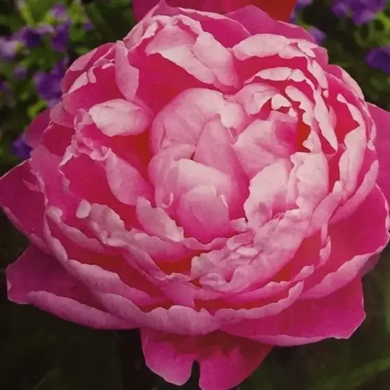 Пион молочноцветковый Аннамике