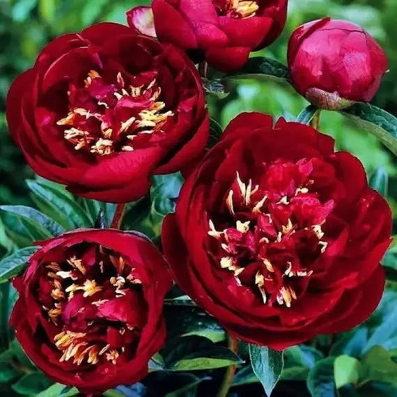 Пион молочноцветковый Бакай Бель