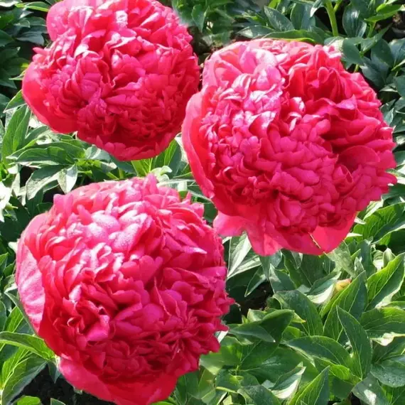 Пион молочноцветковый Комманд Перформанс