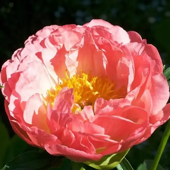 Пион молочноцветковый Корал Бич