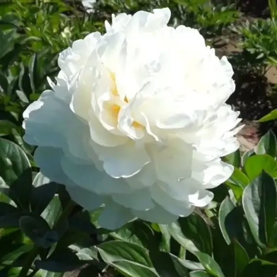 Пион молочноцветковый Класс Акт