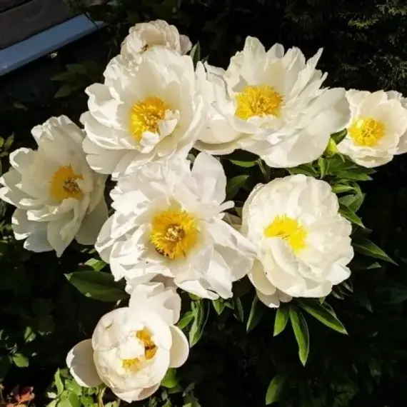 Пион молочноцветковый Мисс Америка