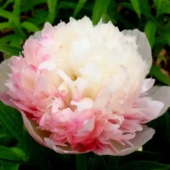 Пион молочноцветковый Оффициналис Мутабилис Плена