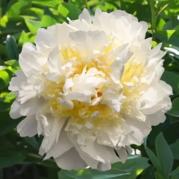 Пион молочноцветковый Хани Голд
