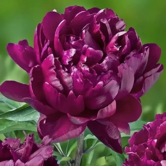 Пион молочноцветковый Черри Хилл