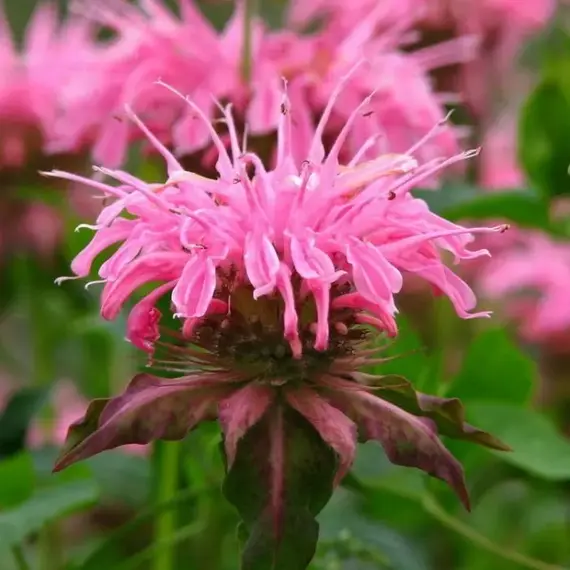 Монарда гибридная Крофтвей Пинк