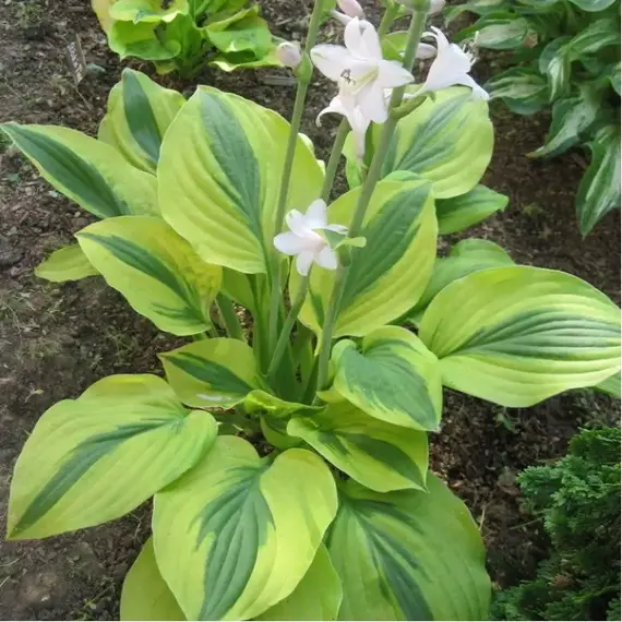 Хоста Мун Сплит