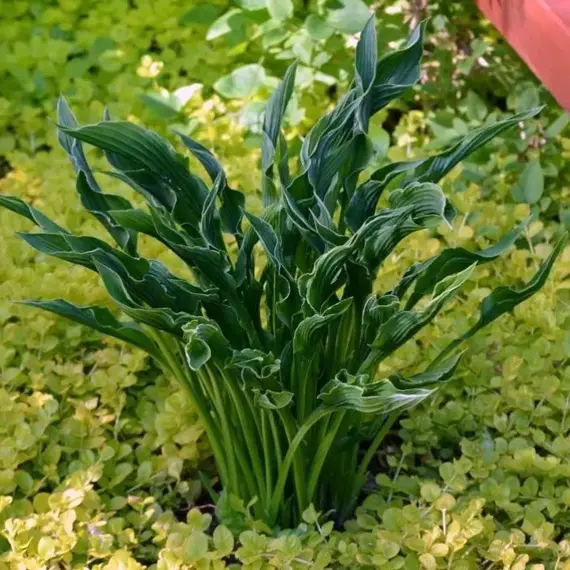 Хоста Прэинг Хэндс