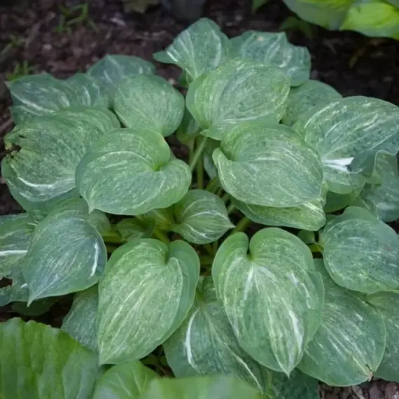 Хоста Сплит Милк