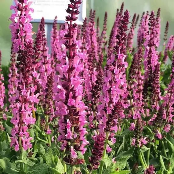 Сальвия дубравная (Шалфей) Роуз Квин