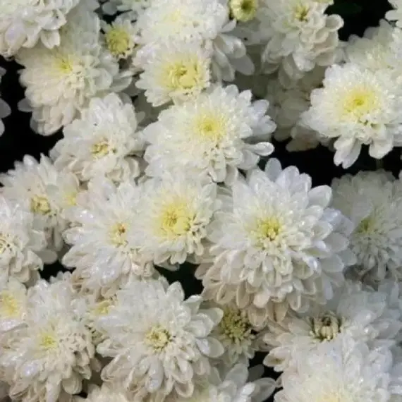Хризантема мультифлора Джиджи Сноу