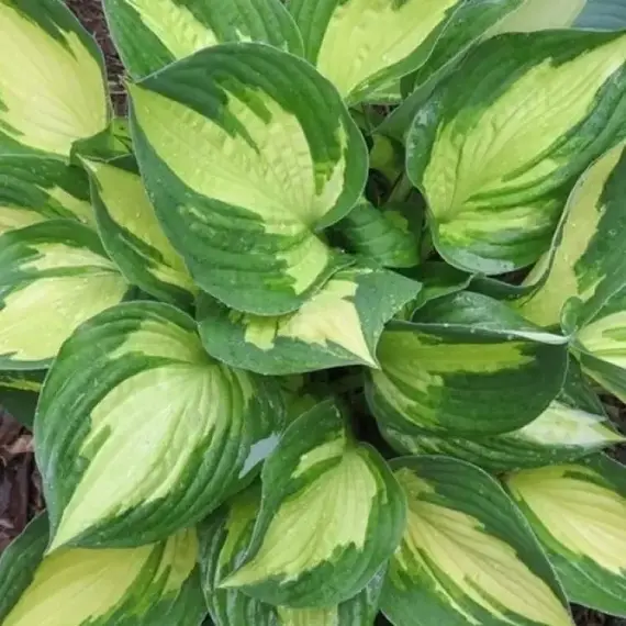 Хоста Морнинг Стар