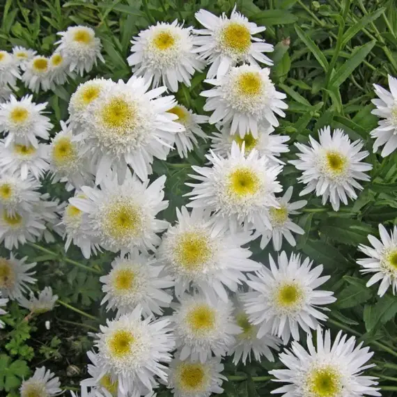 Нивяник наибольший Крейзи Дейзи