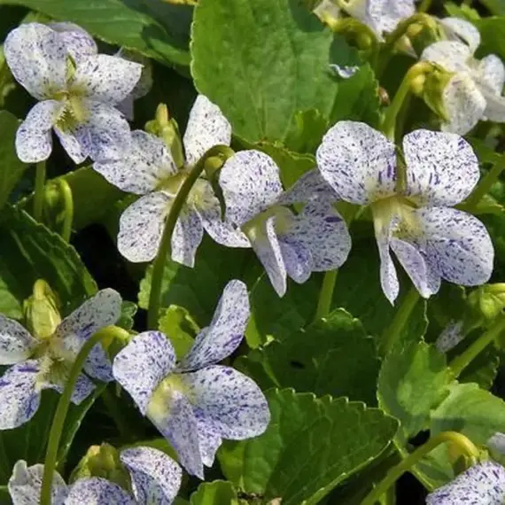 Фиалка сестринская Фреклс