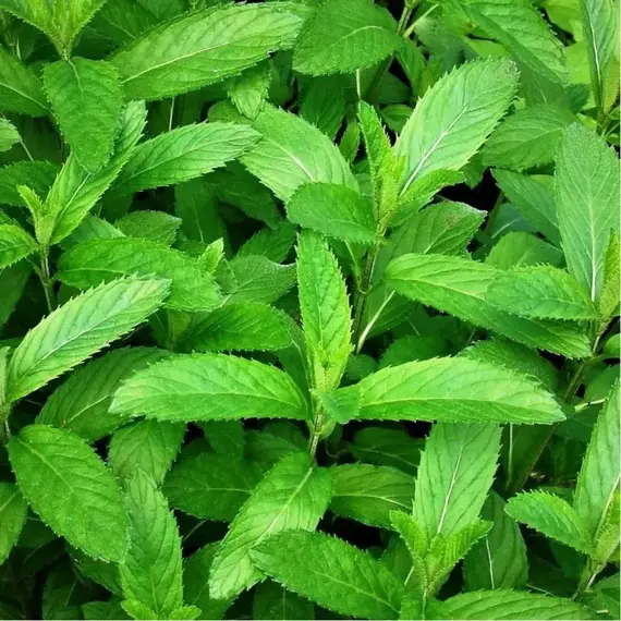 Мята перечная белая Свисс