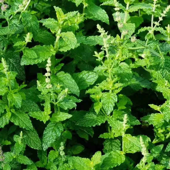 Мята перечная Альмира