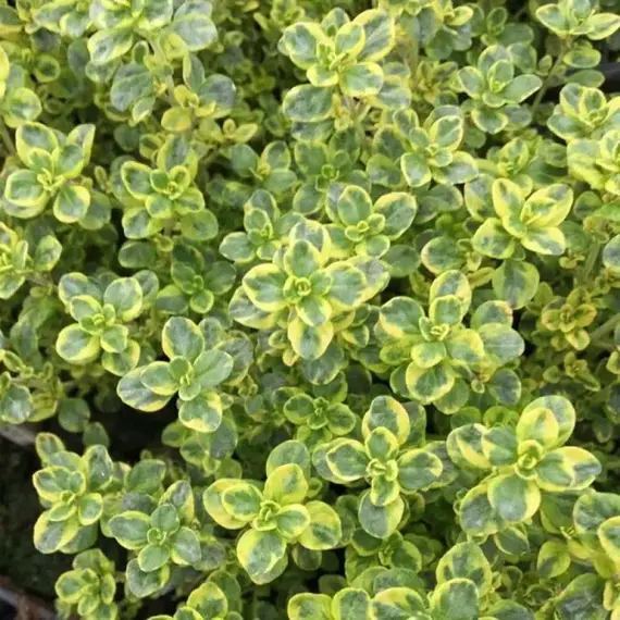 Тимьян (чабрец) лимоннопахнущий Замбези